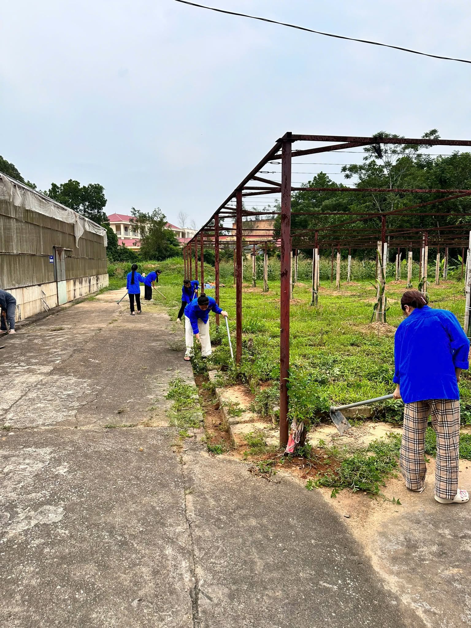 TUỔI TRẺ KHOA NÔNG LÂM HƯỞNG ỨNG  CHƯƠNG TRÌNH TÌNH NGUYỆN HÈ NĂM 2026 - NGÀY CHỦ NHẬT XANH